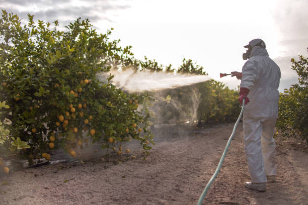 Best Termite Control Services  in Summerfield, MD