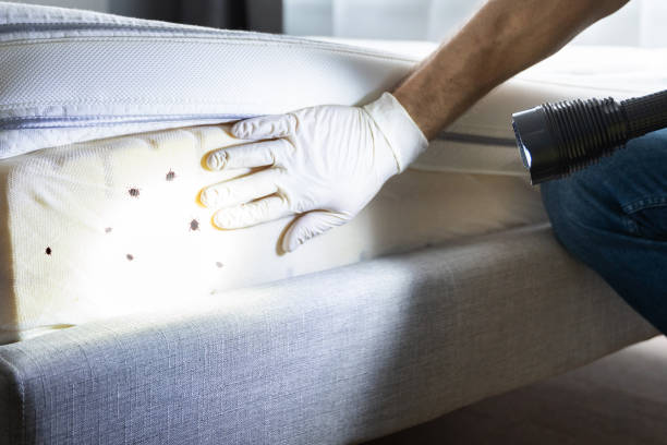 Best Flea Control Services  in Summerfield, MD